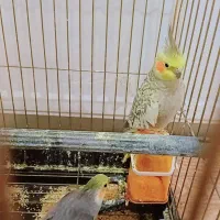 عروس هلندی|پرنده|خوی, |دیوار