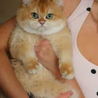 بچه گربه های همه نوع نژاد iran cats