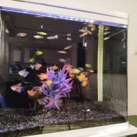 آکواریوم آکوا همراه با میز و ماهی