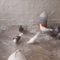 کفتر|پرنده|میناب, |دیوار