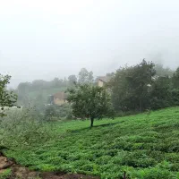 چای دست‌چین ارگانیک(بالابند)از قلب کوهستان شمال|خوردنی و آشامیدنی|تنکابن, |دیوار