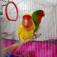 طوطی برزیلی رام|پرنده|مریوان, |دیوار