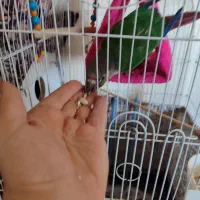 دو عدد طوطی گرینچیک سخن گو یک ساله