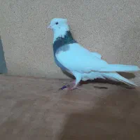 کبوتر طوقی نر|حیوانات|تبریز, |دیوار