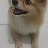 سگ پامراین روباهی|سگ|نسیمشهر, |دیوار