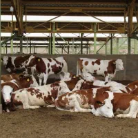 کارگر گاوداری