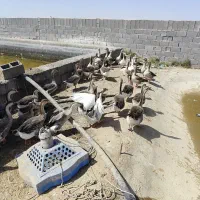 غاز و قو غاز|حیوانات مزرعه|رودشت (اصفهان), |دیوار