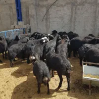 قوچ ویره قوچ