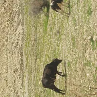 نوبند با گاو