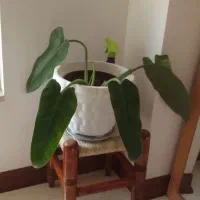 گل طبیعی با گلدان و زیر گلدانی فقط ۳۵۰