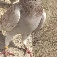 ۷ عدد پلاکی