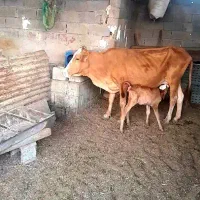 فروش گاو جرسی زایده با گوساله ماده