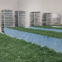 فروش سبزی قورمه سبزی|خوردنی و آشامیدنی|رومشکان, |دیوار