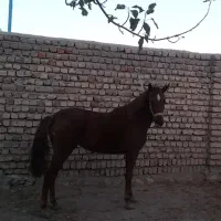 اسب|اسب و تجهیزات اسبسواری|کوهدشت, |دیوار