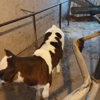 گوساله ماده|حیوانات مزرعه|خمینی‌شهر, |دیوار