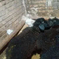 گوسفند|حیوانات مزرعه|قزوین, |دیوار