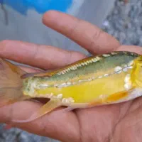 انواع ماهی کوی همه رنگ همه نژاد|ماهی|آمل, |دیوار