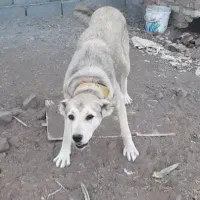 سگ سرابی ماده|سگ|اردبیل, |دیوار