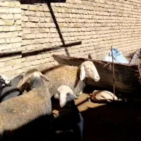 شیشک میش|حیوانات مزرعه|قزوین, |دیوار