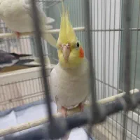 عروس هلندی لوتینو نر فول رام سخنگو