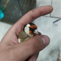 سهره جوجه سال