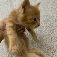 گربه