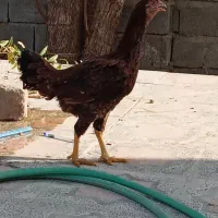 توافقی|حیوانات مزرعه|ایرانشهر, |دیوار