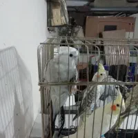 فروش عروس هلندی|پرنده|خوی, |دیوار