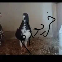 ماده شهری یال چپ راست