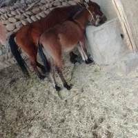 مادیون وقاطر|اسب و تجهیزات اسبسواری|لردگان, |دیوار