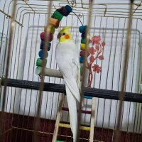 پرنده عروس هلندی جفت سیامون اهویی سخنگولوتینوکوتول|پرنده|بیرجند, |دیوار