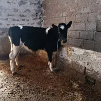 گوساله ماده|حیوانات مزرعه|اردبیل, |دیوار