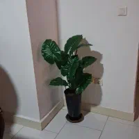 گل بابا ادم وارداتی