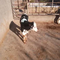 سلام گوساله سیمنتال نر به فروش می رسد