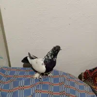 پرنده کفتر|پرنده|قم, نیروگاه|دیوار