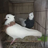 هردو ماده طوق سرخ نر مصلی