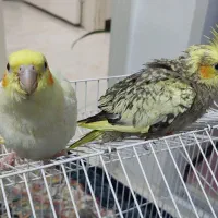 عروس هلندی سرلاکی|پرنده|تهران, علم و صنعت|دیوار