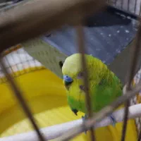 جفت مرغ عشق مولد (اماده) معاوضه با کفتر هم دارم|پرنده|کرمان, |دیوار