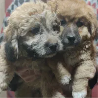 واگذاری شیتزو دوقلو