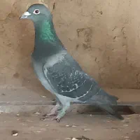 کبوتر پلاکی|پرنده|فلاورجان, |دیوار