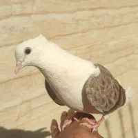 کفتر|پرنده|یزد, |دیوار