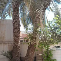 قطع نخل وبرش درخت|خدمات باغبانی و درختکاری|بوشهر, |دیوار