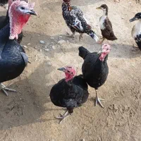 بقلمو|حیوانات مزرعه|پلدشت, |دیوار