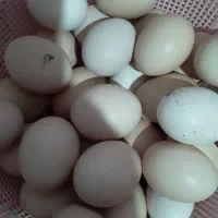 تخم مرغ نطفه دار و خوراکی معلی تازه دونه 7تومان|خوردنی و آشامیدنی|رفسنجان, |دیوار