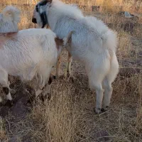 نری پاکستانی|حیوانات مزرعه|ماهان, |دیوار