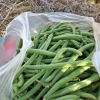 فروش لوبیا سبز و شوید تازه