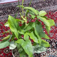 گلهای خونگی|حراج|تهران, امامت|دیوار