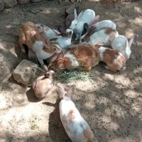 خرگوش|موش و خرگوش|مشهد, قائم|دیوار
