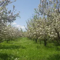 باغ میوه 2200 متری نهاوند