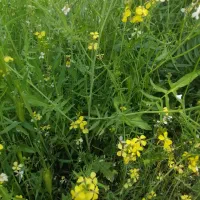 بهبود روحیه